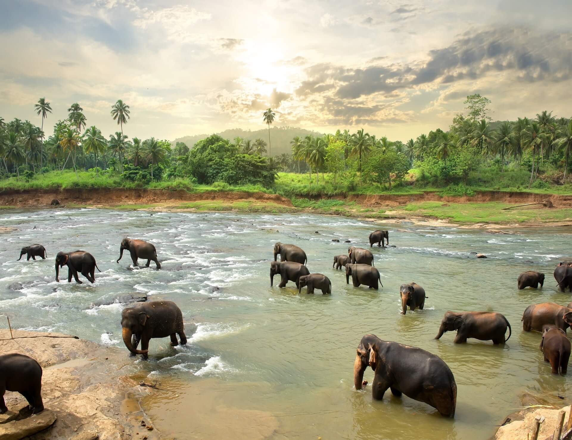 Asian Elephant