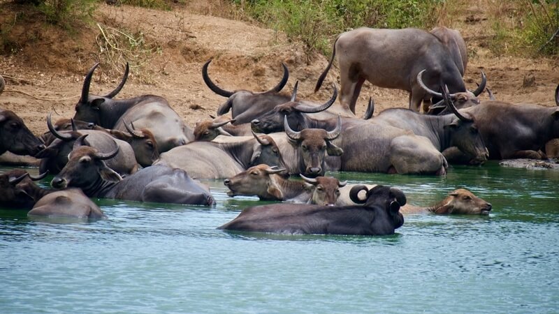 Blue water buffalo